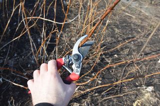 Maliny po zimě: kdy a jak stříhat pruty, aby keře zesílily a bohatě plodily